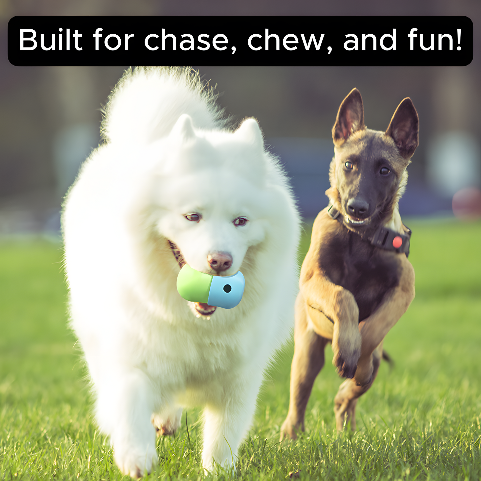 Interactive Chew & Treat Toy